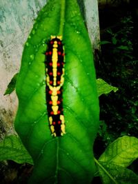 Close-up of insect on leaf