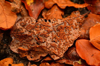 Close-up of dried autumn leaves