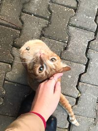 High angle view of hand holding cat on street