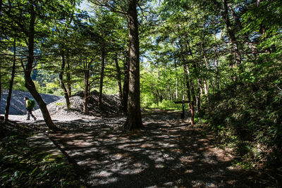 Trees in forest