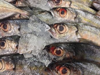 Close-up of fish for sale in market