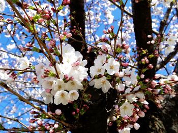 Low angle view of cherry blossom tree