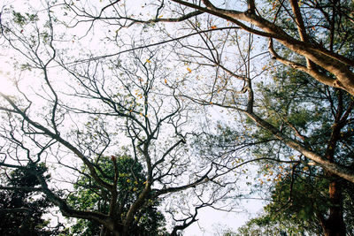 Low angle view of tree against sky