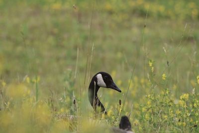 Canada goose on a field