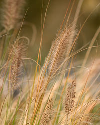 Close-up of wheat growing on field