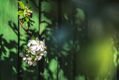 Close-up of white flowering plant