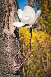 Close-up of white flowering plant