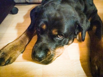 Close-up portrait of dog relaxing on floor at home