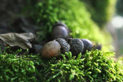 Close-up of plants