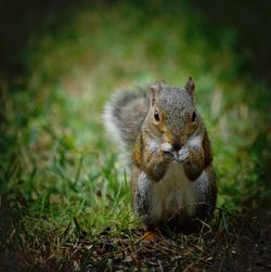 Portrait of squirrel on field