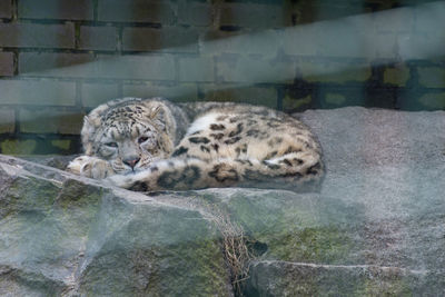 Cat sleeping in a zoo