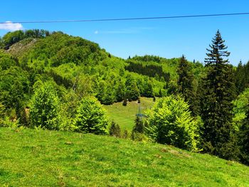 Scenic view of trees growing on field against sky