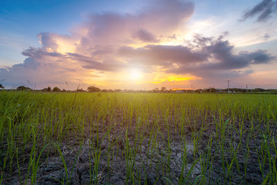 Scenic view of field against sky during sunset