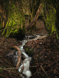 Stream flowing through rocks in forest