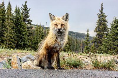 Portrait of lion standing on land