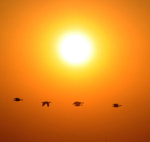 Silhouette birds flying against orange sky