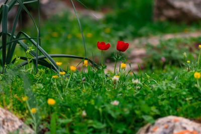 Close-up of red flowering plants on land