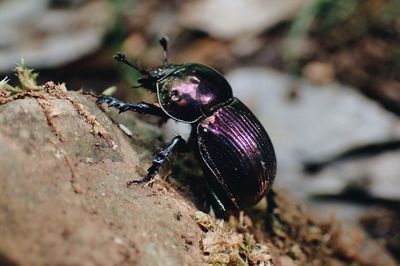 Close-up of insect on rock