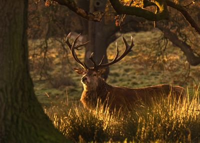 Deer in forest