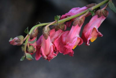 Close-up of pink flowering plant