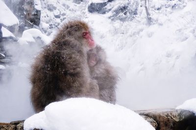 Japanese macaques at hot spring during winter