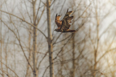 Low angle view of eagle flying against bare trees