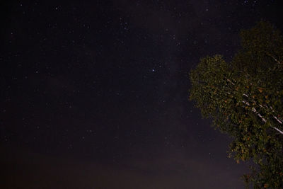 Low angle view of tree against sky at night