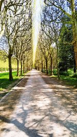 Road amidst trees in park