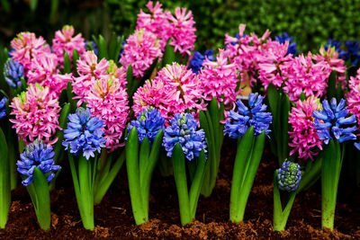 Close-up of purple flowering plants on field