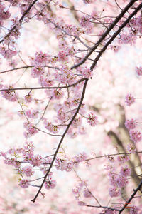 Cherry tree