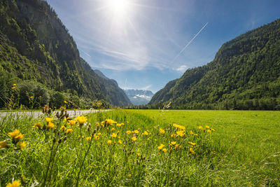 Scenic view of flowering plants on field against sky