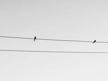 Low angle view of birds perching on cable against clear sky