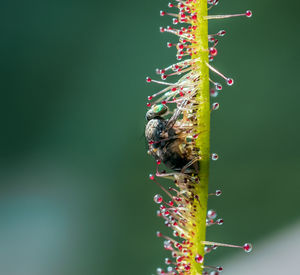 Carnivorous plant 