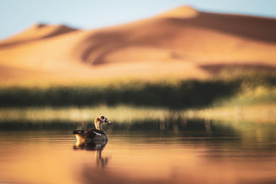 Duck swimming in lake