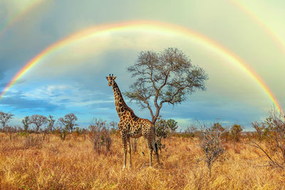 Scenic view of rainbow over trees on field against sky