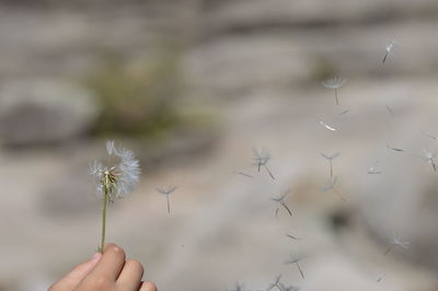 Cropped hand of woman holding dandelion