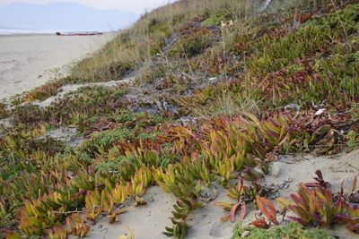 Plants growing at beach