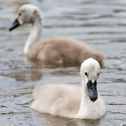 Close-up of cygnets swimming in lake