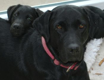 Close-up portrait of black dog