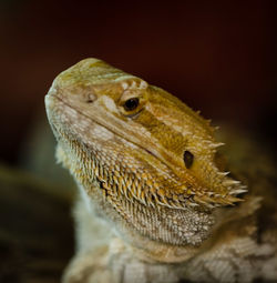 Close-up of lizard