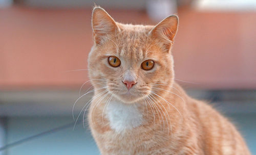 Close-up portrait of a cat