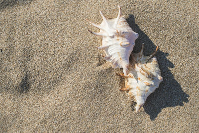 High angle view of fish on beach