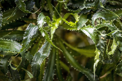 Close-up of water drops on plant