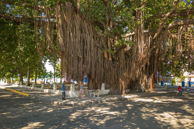 Trees on beach