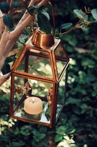 Close-up of lantern hanging on plant