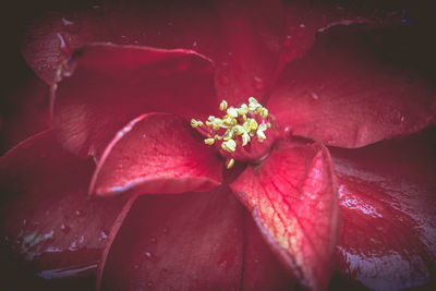 Close-up of red hibiscus blooming outdoors