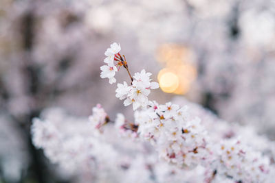 Close-up of pink cherry blossoms