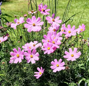 High angle view of flowers blooming on field