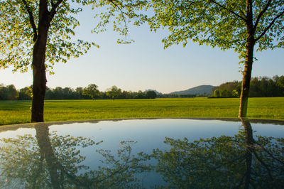 Scenic view of grassy field