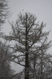 Low angle view of bare trees in winter